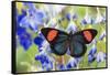 Painted Beauty Butterfly from the Amazon Region, Batesia Hypochlora-Darrell Gulin-Framed Stretched Canvas