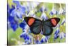 Painted Beauty Butterfly from the Amazon Region, Batesia Hypochlora-Darrell Gulin-Stretched Canvas