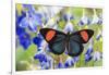 Painted Beauty Butterfly from the Amazon Region, Batesia Hypochlora-Darrell Gulin-Framed Premium Photographic Print