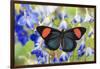 Painted Beauty Butterfly from the Amazon Region, Batesia Hypochlora-Darrell Gulin-Framed Premium Photographic Print