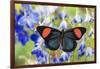 Painted Beauty Butterfly from the Amazon Region, Batesia Hypochlora-Darrell Gulin-Framed Photographic Print