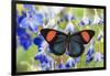 Painted Beauty Butterfly from the Amazon Region, Batesia Hypochlora-Darrell Gulin-Framed Photographic Print