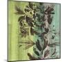 Painted Botanical III-John Butler-Mounted Art Print