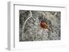 Painted Bunting, Little St Simons Island, Barrier Islands, Georgia-Pete Oxford-Framed Photographic Print