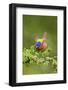 Painted Bunting Male on Breeding Territory-Larry Ditto-Framed Photographic Print