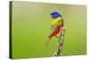 Painted Bunting male perched.-Larry Ditto-Stretched Canvas