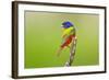 Painted Bunting male perched.-Larry Ditto-Framed Photographic Print