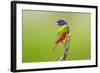 Painted Bunting male perched.-Larry Ditto-Framed Photographic Print