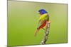 Painted Bunting male perched.-Larry Ditto-Mounted Photographic Print