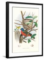 Painted Bunting Nest and Eggs-null-Framed Art Print