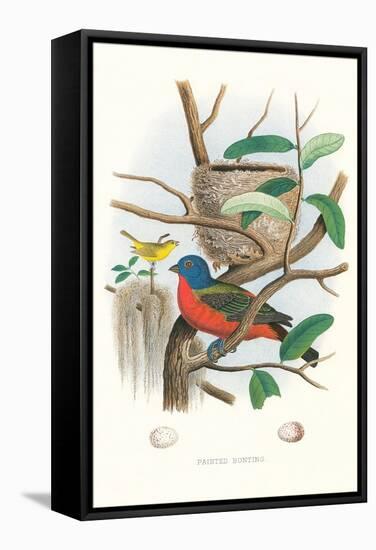 Painted Bunting Nest and Eggs-null-Framed Stretched Canvas