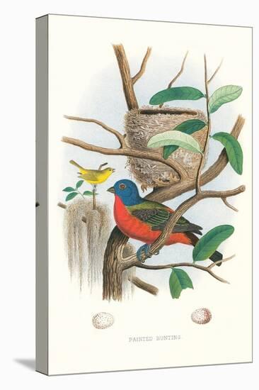 Painted Bunting Nest and Eggs-null-Stretched Canvas