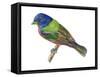 Painted Bunting (Passerina Ciris), Birds-Encyclopaedia Britannica-Framed Stretched Canvas