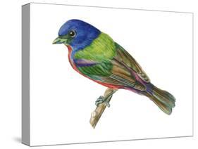 Painted Bunting (Passerina Ciris), Birds-Encyclopaedia Britannica-Stretched Canvas