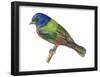 Painted Bunting (Passerina Ciris), Birds-Encyclopaedia Britannica-Framed Poster