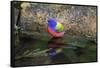 Painted Bunting (Passerina ciris) in spring-Larry Ditto-Framed Stretched Canvas