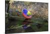 Painted Bunting (Passerina ciris) in spring-Larry Ditto-Stretched Canvas