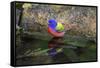 Painted Bunting (Passerina ciris) in spring-Larry Ditto-Framed Stretched Canvas