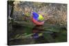 Painted Bunting (Passerina ciris) in spring-Larry Ditto-Stretched Canvas