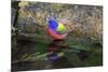 Painted Bunting (Passerina ciris) in spring-Larry Ditto-Mounted Photographic Print