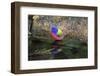 Painted Bunting (Passerina ciris) in spring-Larry Ditto-Framed Photographic Print