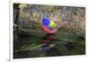 Painted Bunting (Passerina ciris) in spring-Larry Ditto-Framed Photographic Print