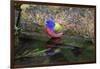 Painted Bunting (Passerina ciris) in spring-Larry Ditto-Framed Photographic Print