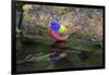 Painted Bunting (Passerina ciris) in spring-Larry Ditto-Framed Photographic Print