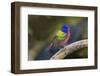 Painted Bunting (Passerina ciris) in spring-Larry Ditto-Framed Photographic Print