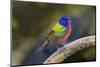 Painted Bunting (Passerina ciris) in spring-Larry Ditto-Mounted Photographic Print