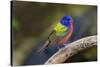 Painted Bunting (Passerina ciris) in spring-Larry Ditto-Stretched Canvas