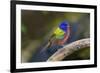 Painted Bunting (Passerina ciris) in spring-Larry Ditto-Framed Photographic Print