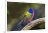 Painted Bunting (Passerina ciris) in spring-Larry Ditto-Framed Photographic Print