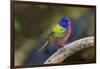 Painted Bunting (Passerina ciris) in spring-Larry Ditto-Framed Photographic Print