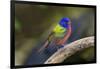 Painted Bunting (Passerina ciris) in spring-Larry Ditto-Framed Photographic Print