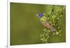 Painted Bunting, Passerina ciris, male perched in bush-Larry Ditto-Framed Photographic Print