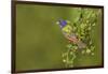 Painted Bunting, Passerina ciris, male perched in bush-Larry Ditto-Framed Photographic Print