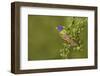 Painted Bunting, Passerina ciris, male perched in bush-Larry Ditto-Framed Photographic Print