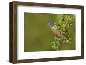 Painted Bunting, Passerina ciris, male perched in bush-Larry Ditto-Framed Photographic Print