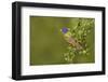 Painted Bunting, Passerina ciris, male perched in bush-Larry Ditto-Framed Photographic Print