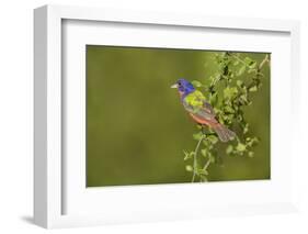 Painted Bunting, Passerina ciris, male perched in bush-Larry Ditto-Framed Photographic Print