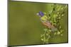 Painted Bunting, Passerina ciris, male perched in bush-Larry Ditto-Mounted Photographic Print