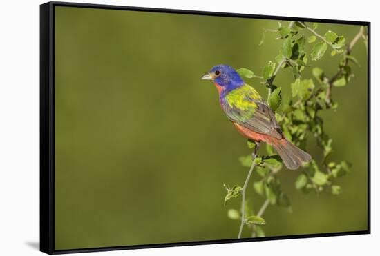 Painted Bunting, Passerina ciris, male perched in bush-Larry Ditto-Framed Stretched Canvas