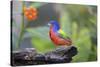 Painted Bunting (Passerina Ciris) Male Perched-Larry Ditto-Stretched Canvas