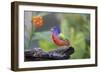 Painted Bunting (Passerina Ciris) Male Perched-Larry Ditto-Framed Photographic Print