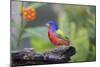 Painted Bunting (Passerina Ciris) Male Perched-Larry Ditto-Mounted Photographic Print