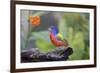 Painted Bunting (Passerina Ciris) Male Perched-Larry Ditto-Framed Photographic Print