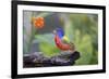 Painted Bunting (Passerina Ciris) Male Perched-Larry Ditto-Framed Photographic Print