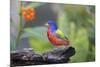 Painted Bunting (Passerina Ciris) Male Perched-Larry Ditto-Mounted Photographic Print