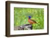 Painted Bunting (Passerina ciris) perched-Larry Ditto-Framed Photographic Print